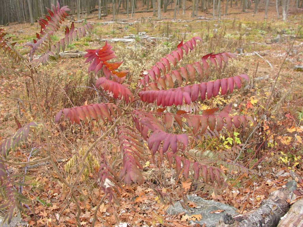 Sumac tree