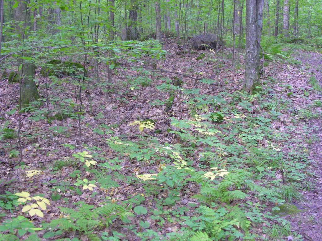 Woods in September