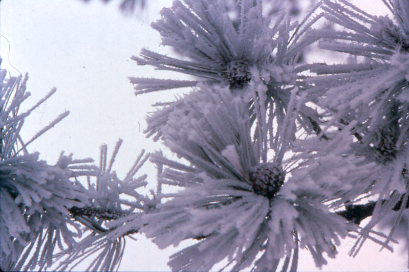 Frosty pine needles