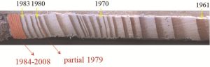 Tree core sample