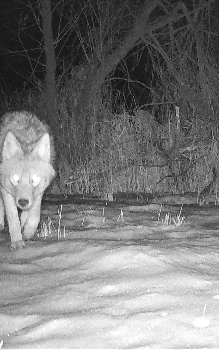 Taking a Snapshot of Wisconsin’s Wildlife UWMadison Extension Forestry