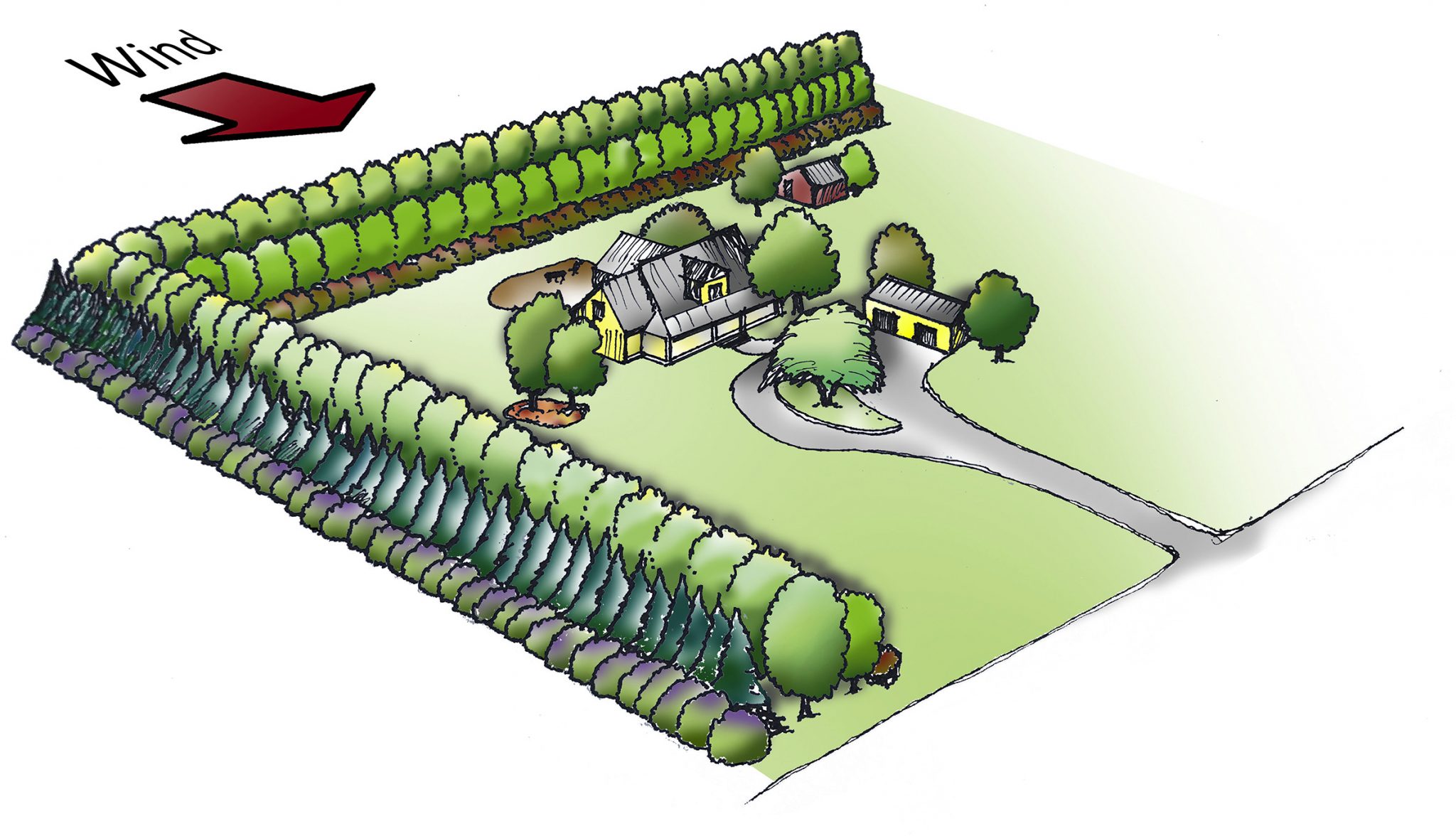 Windbreaks Agroforestry for Any Property UWMadison Extension Forestry