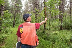 Forester measuring trees