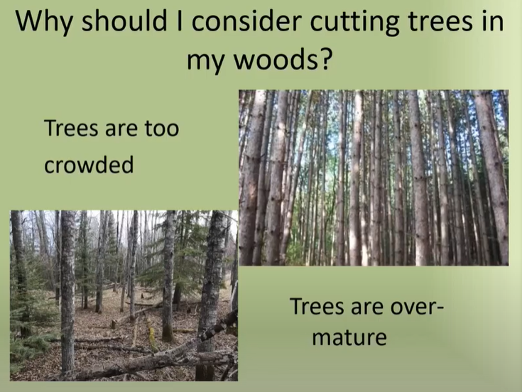 reasons for cutting trees