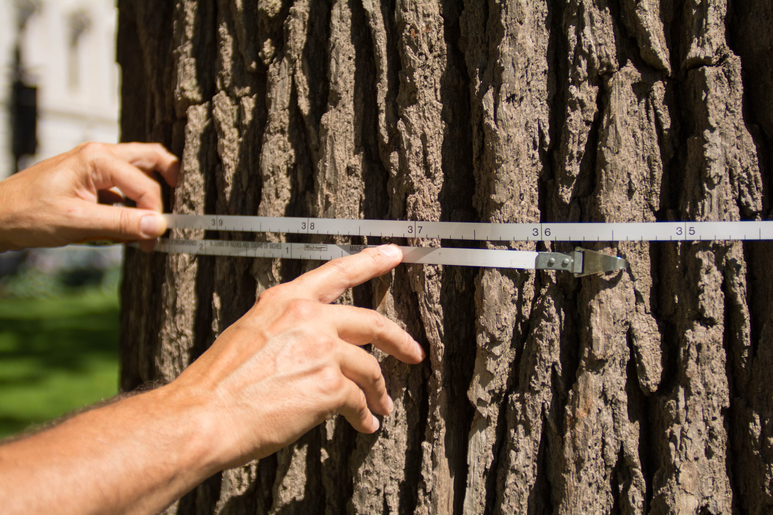 measuring a tree
