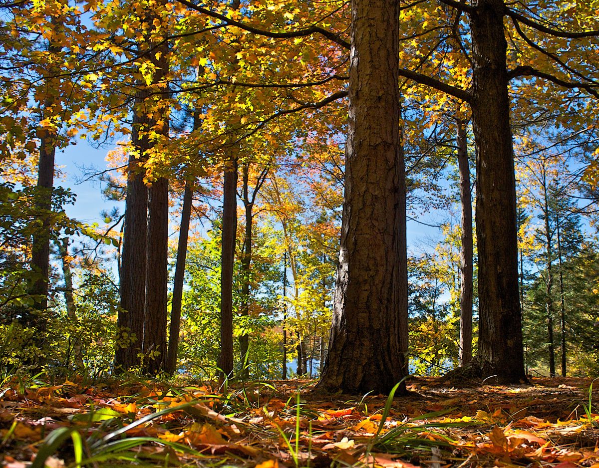 UW-Madison Extension Forestry - UW-Madison Extension Forestry