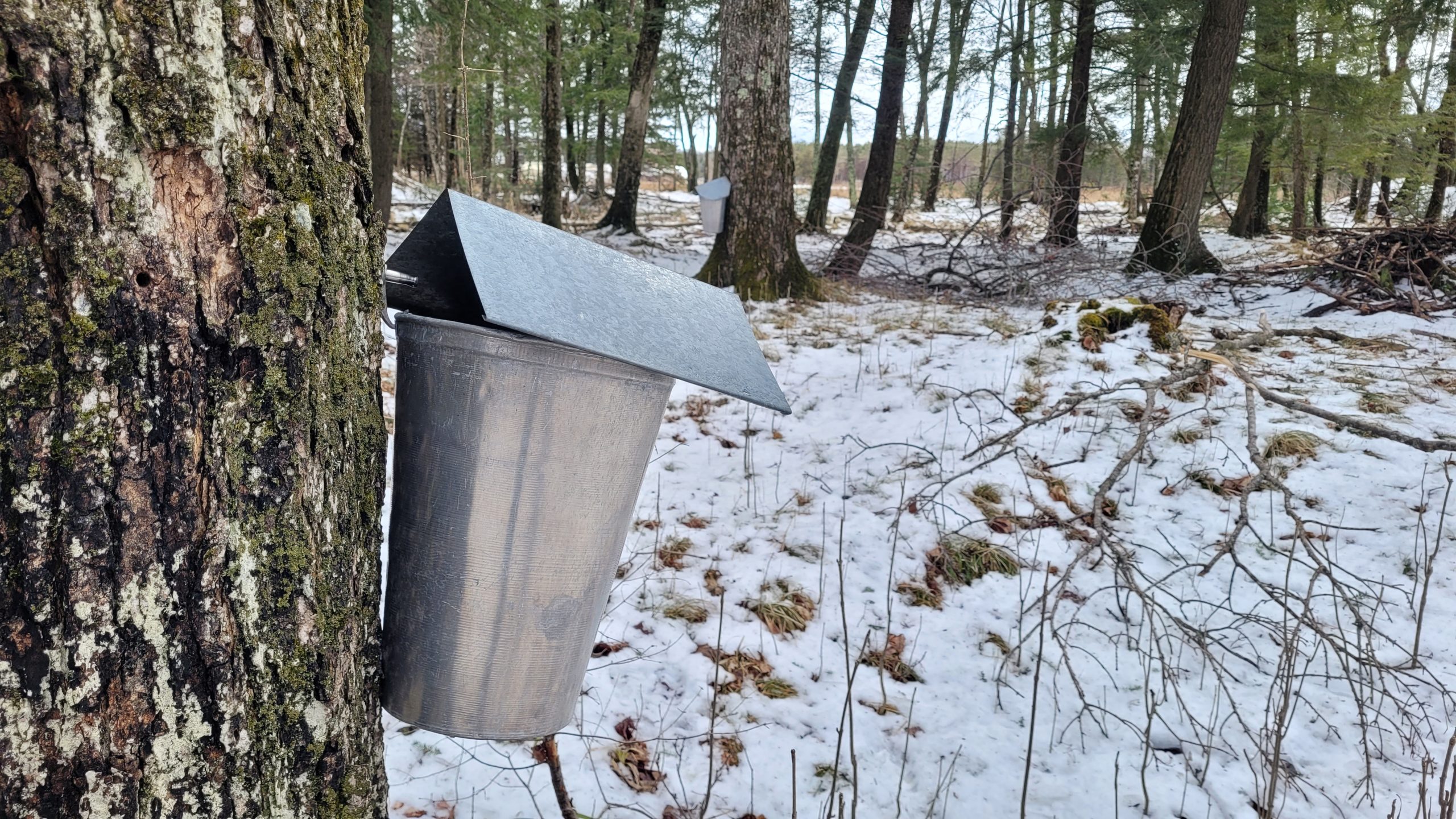 Beyond Timber: Growing and Gathering in Your Woods - UW-Madison ...