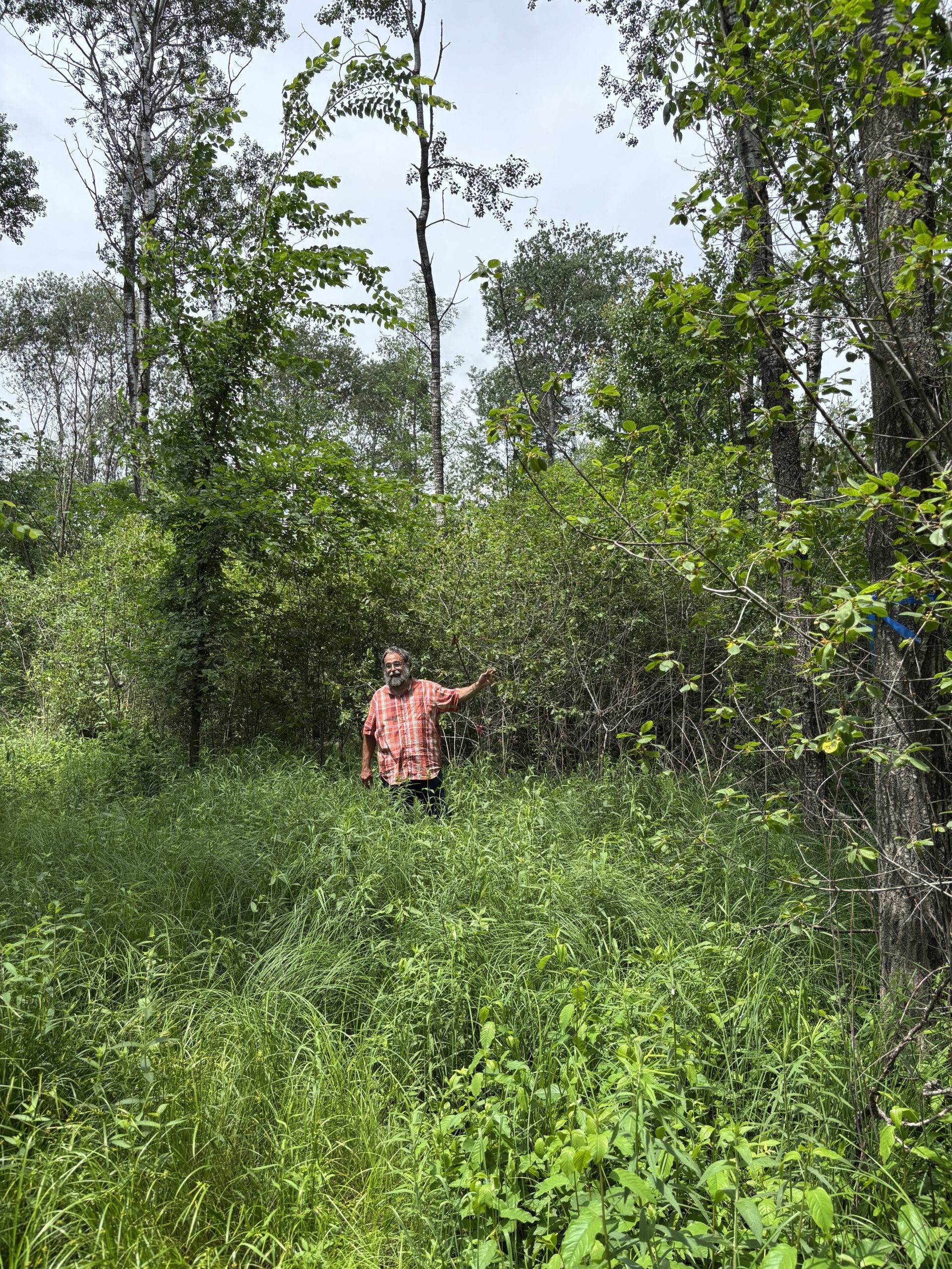A man points to a cleared buckthorn population next to an uncleared buckthorn population
