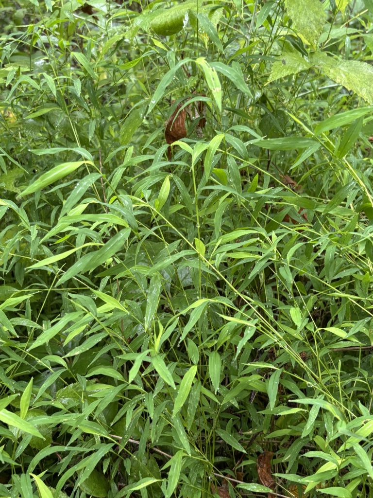 Japanese stiltgrass filling the understory of a forest