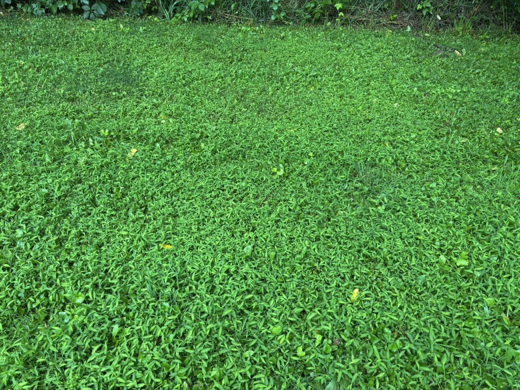 A mat of Japanese stiltgrass in summer