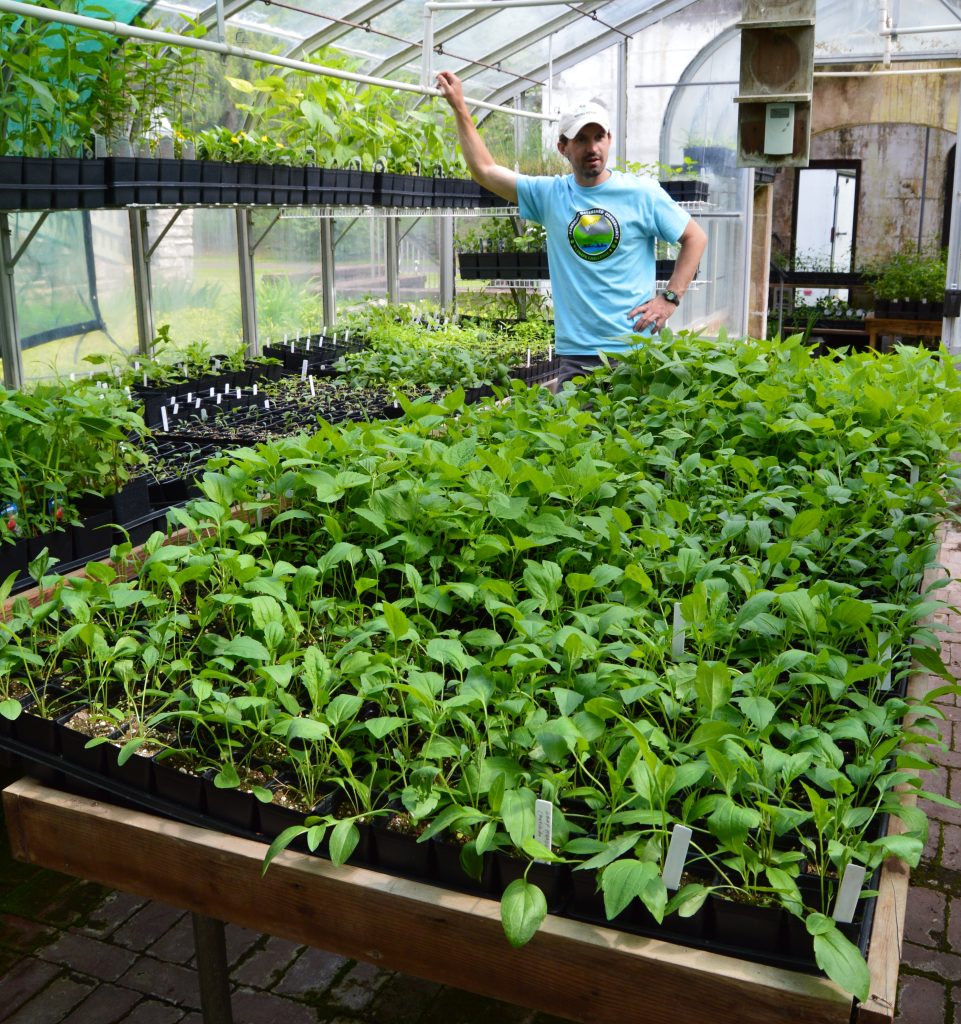 A man stands in a greenhouse behind a palette full of native plants