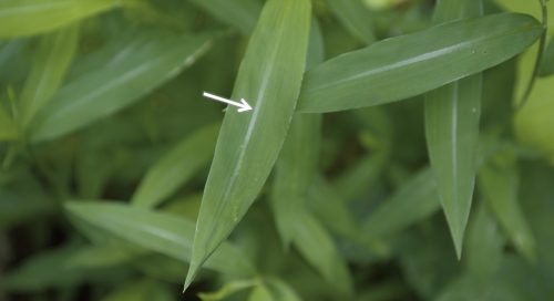 Stiltgrass leaf with an arrow pointing at the silvery midrib