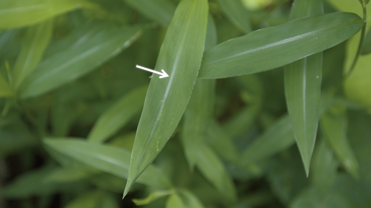 Stiltgrass leaf with an arrow pointing at the silvery midrib