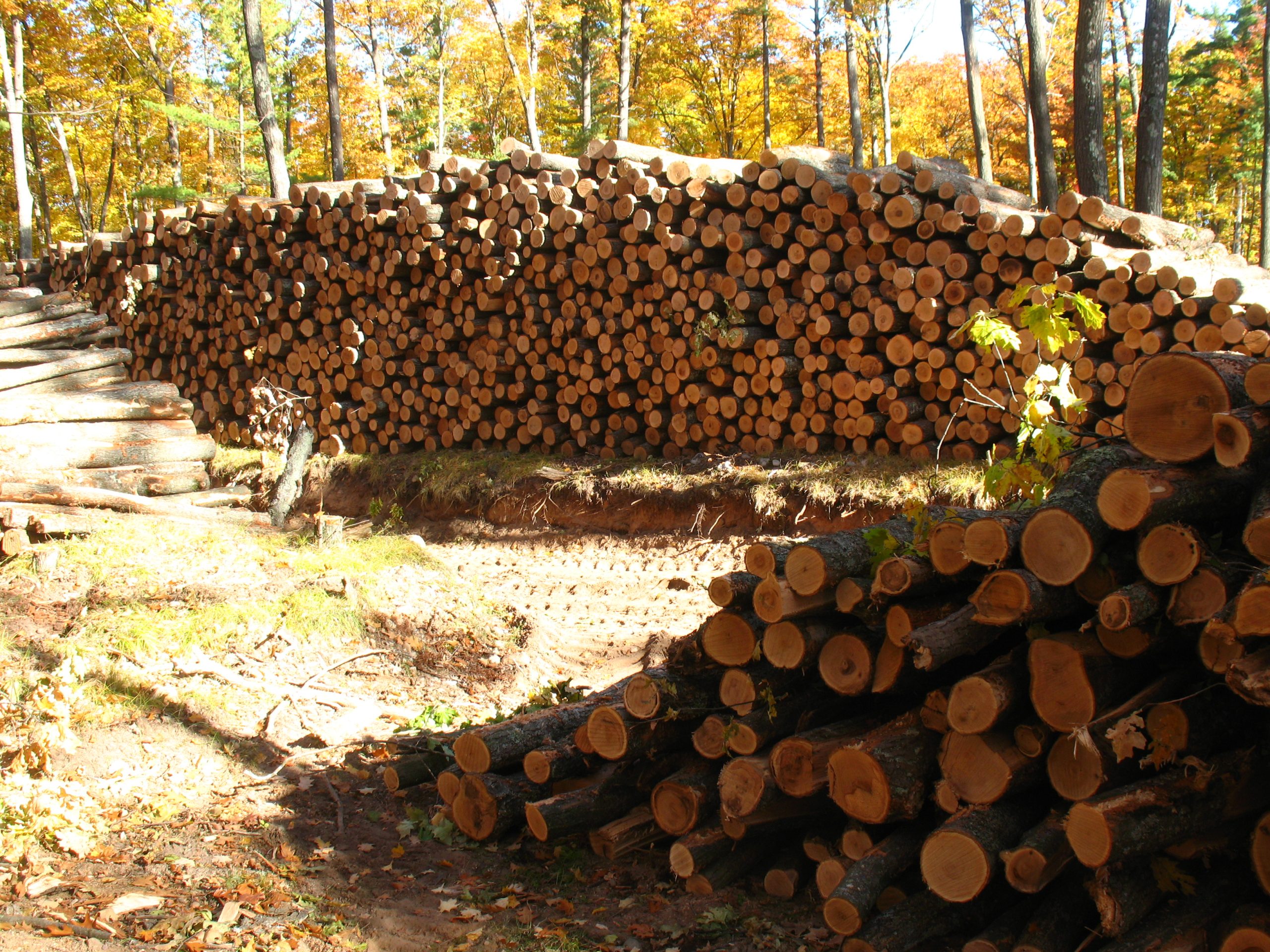 wood pile of cut trees for pulpwood at a timber sale
