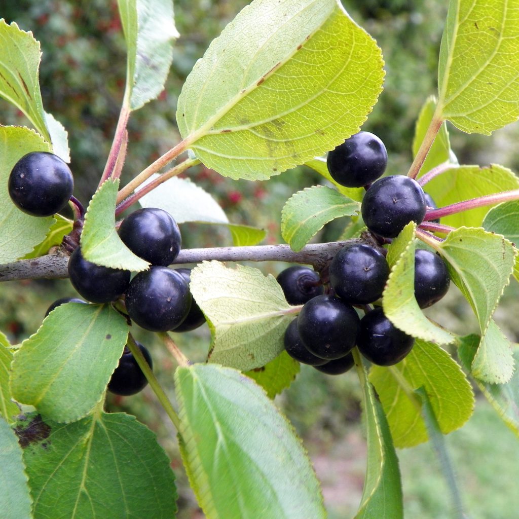 common buckthorn leaves and berries