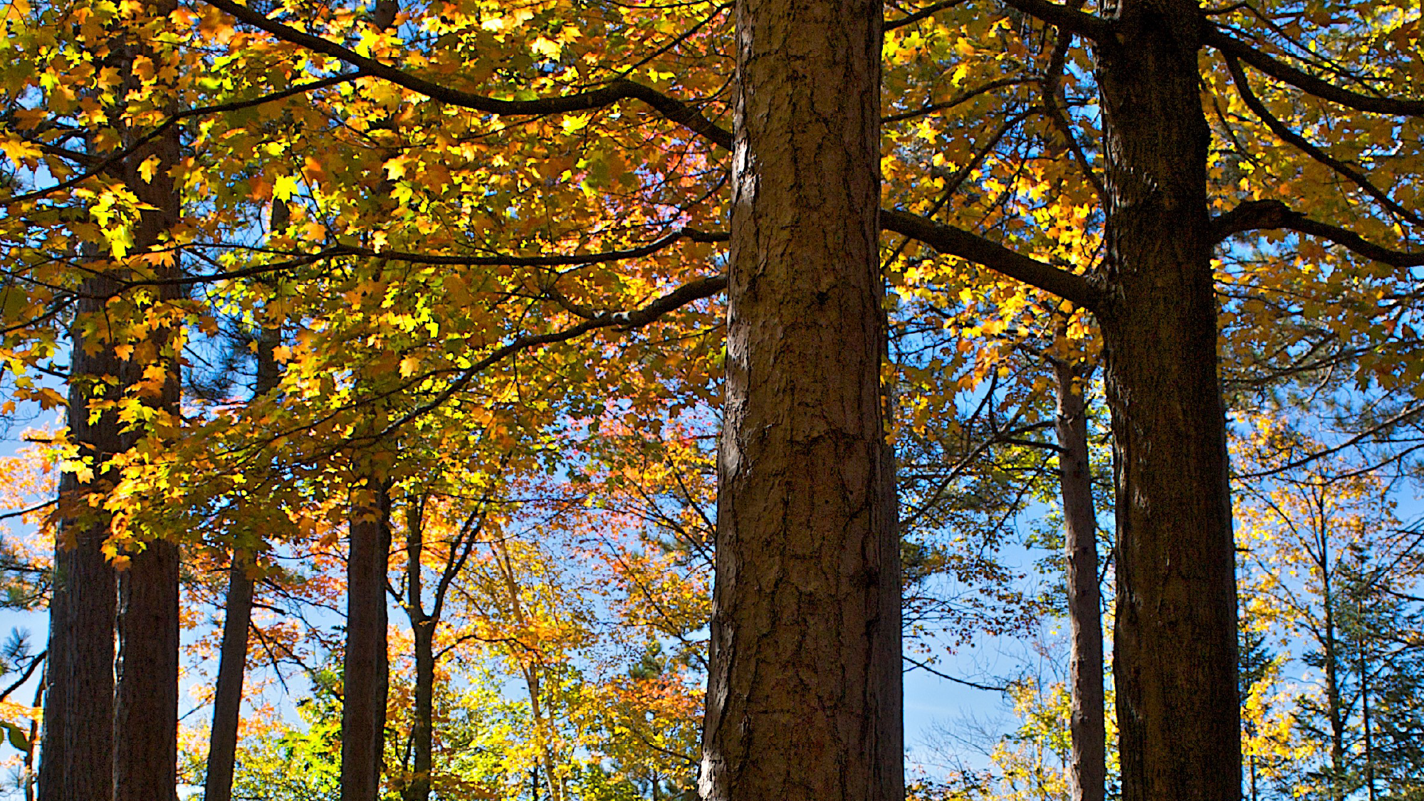 Forest in fall