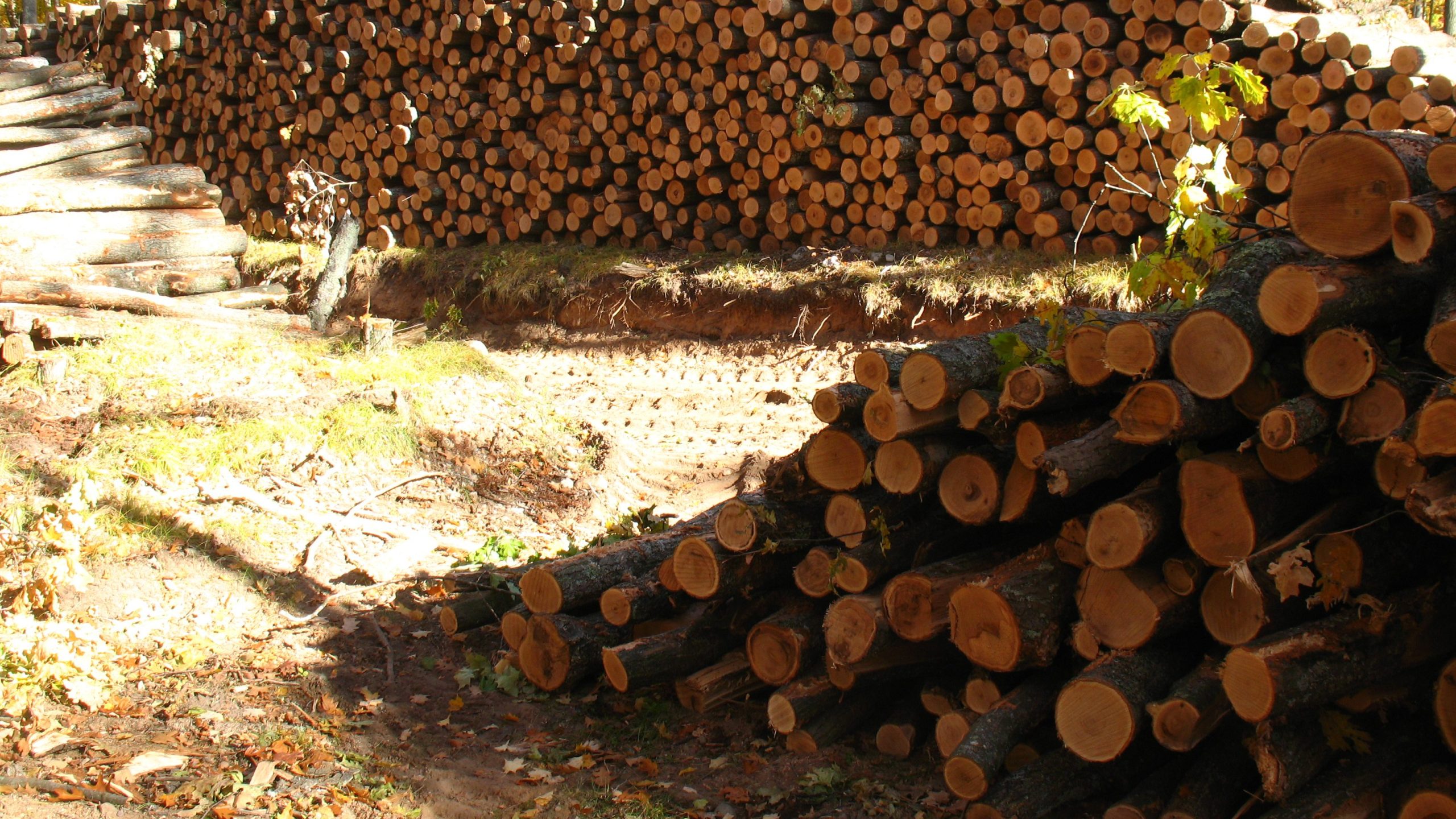 wood pile of cut trees for pulpwood at a timber sale