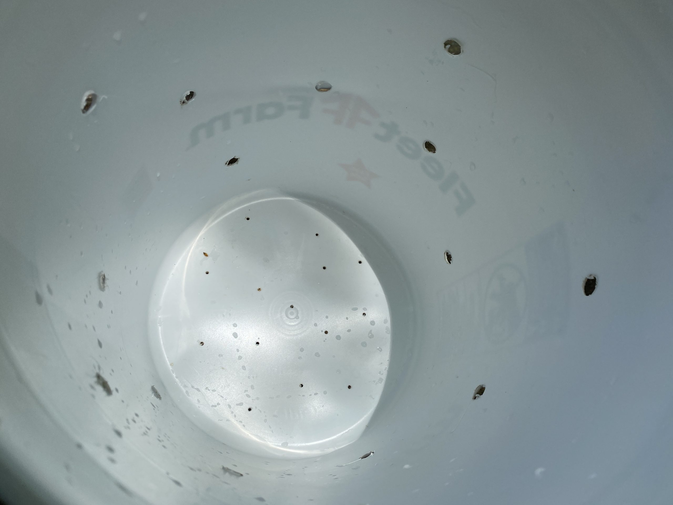 Inside of a bucket with 1/4" holes in the sides and 1/8" holes in the bottom