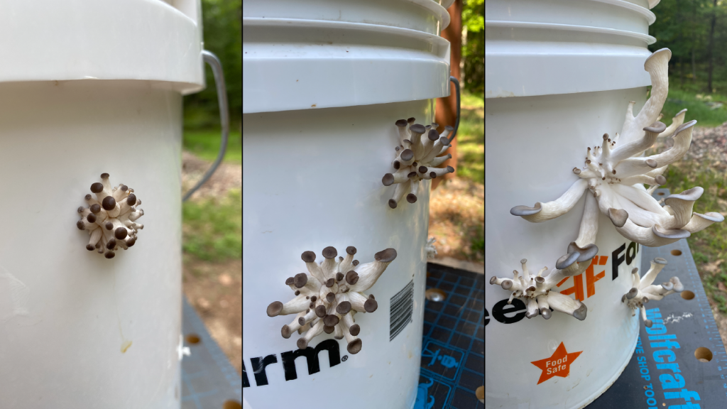 Collage showing the growth of mushrooms through the side of a bucket