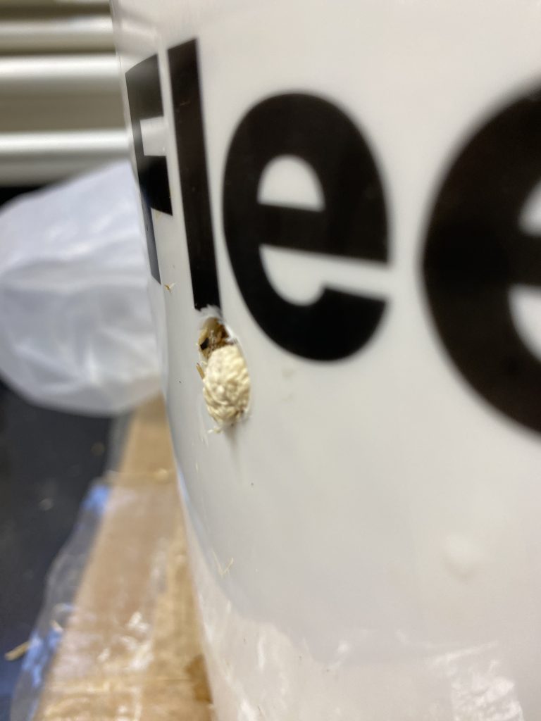 young mushrooms (pins) emerging from the side of a bucket