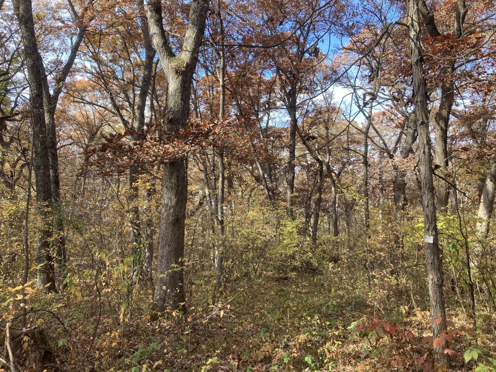 Oak hardwood forest