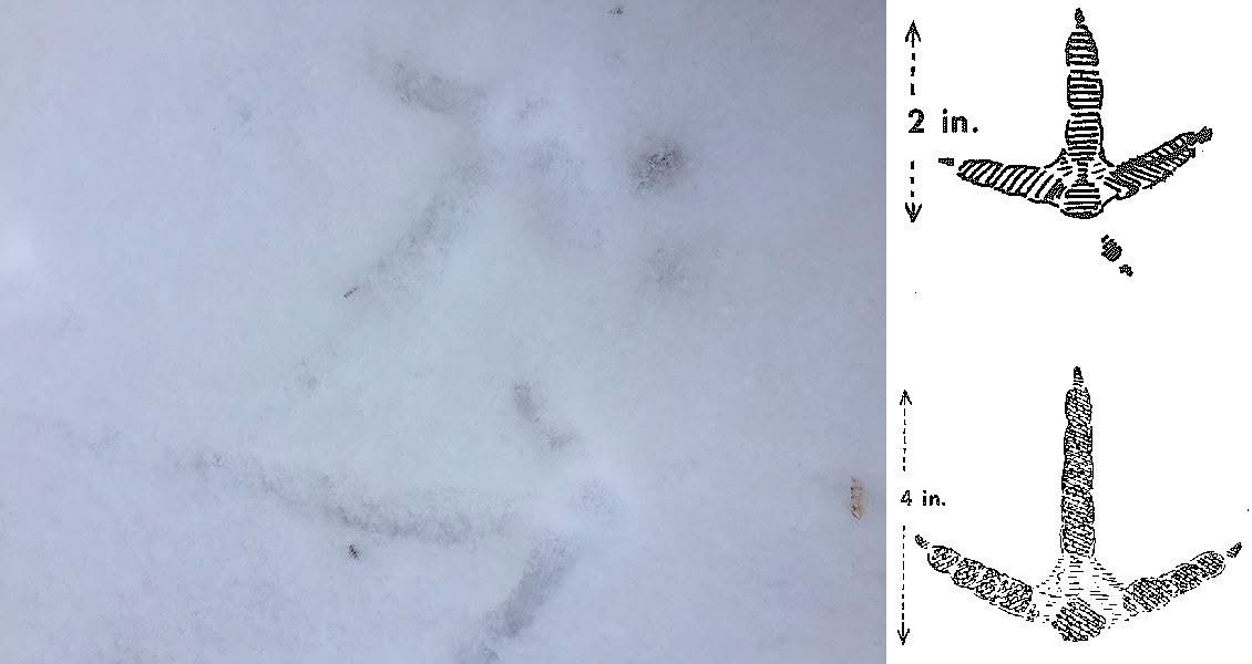 turkey tracks