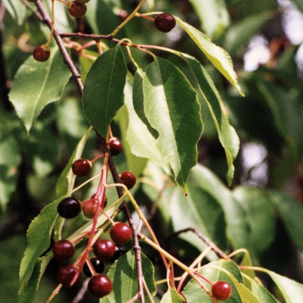 Black cherry leaves and fruit