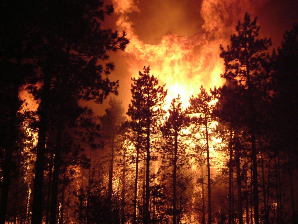 A raging wildfire in a pine forest