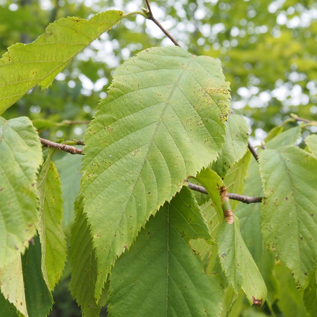 ironwood (Ostrya virginiana) leaves