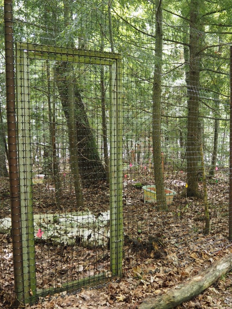 A tall wire fence in a forest