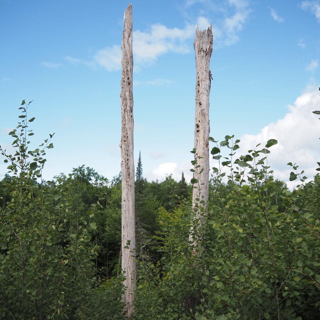 Two tall snags (standing dead trees) in a forest