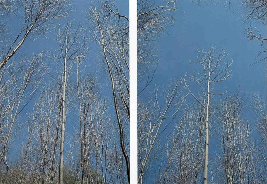 Before and after a crop tree release