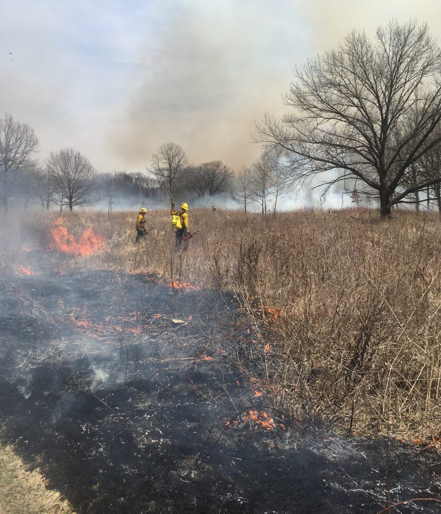 a prescribed burn in progress in an oak savanna