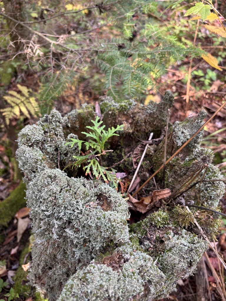 A northern white-cedar seedling growing from a nursery log.