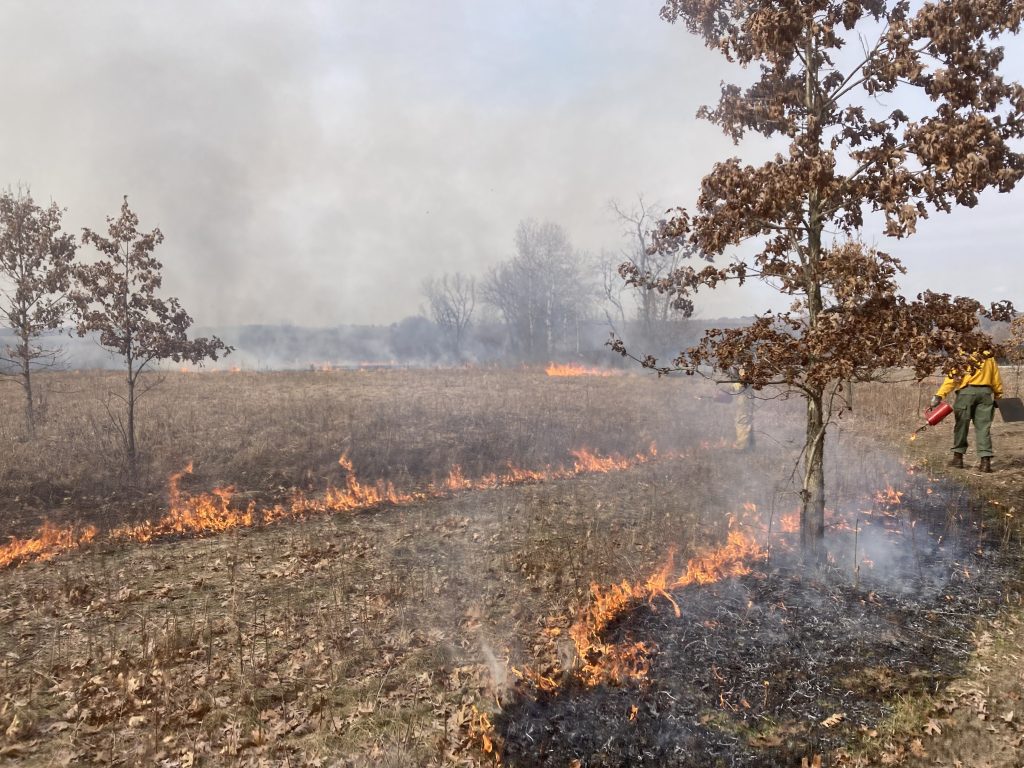 a prescribed burn in an oak barren