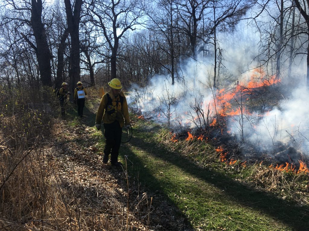 A person monitors a prescribed fire in an oak woodland