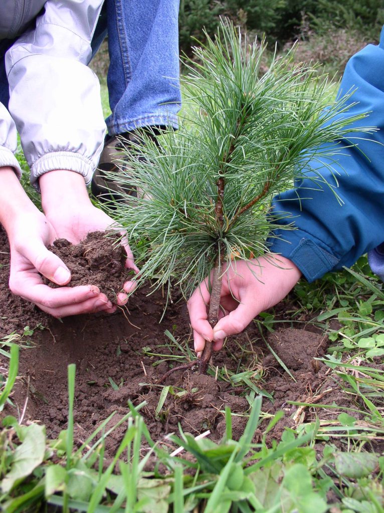 close-up of two people planting a tree