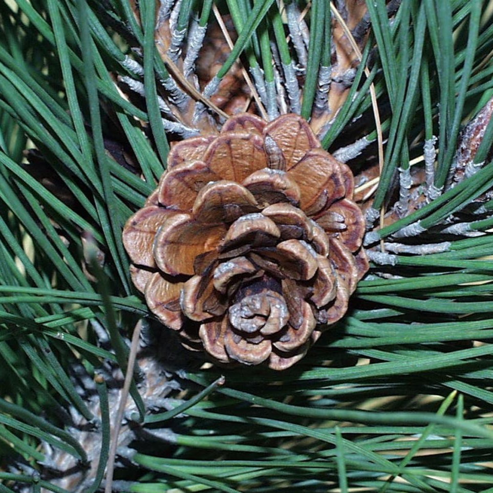 Red pine needles and cone