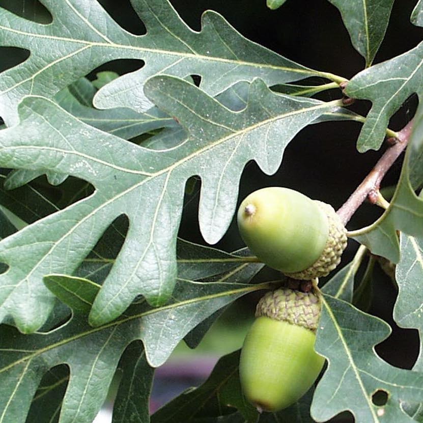 white oak leaves and acorns