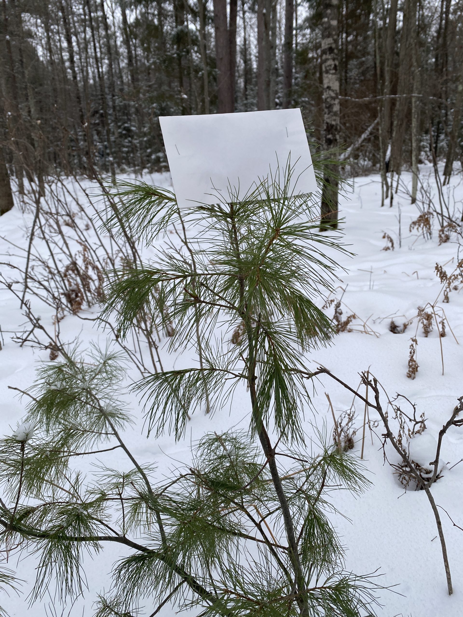 bud cap on a young eastern white pine tree in winter