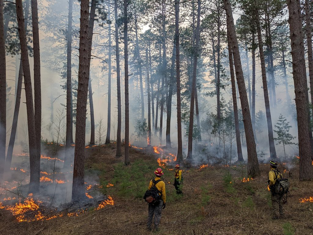A prescribed fire in progress in a pine/oak forest