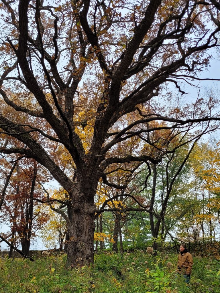 A man standing next to a very large bur oak tree.