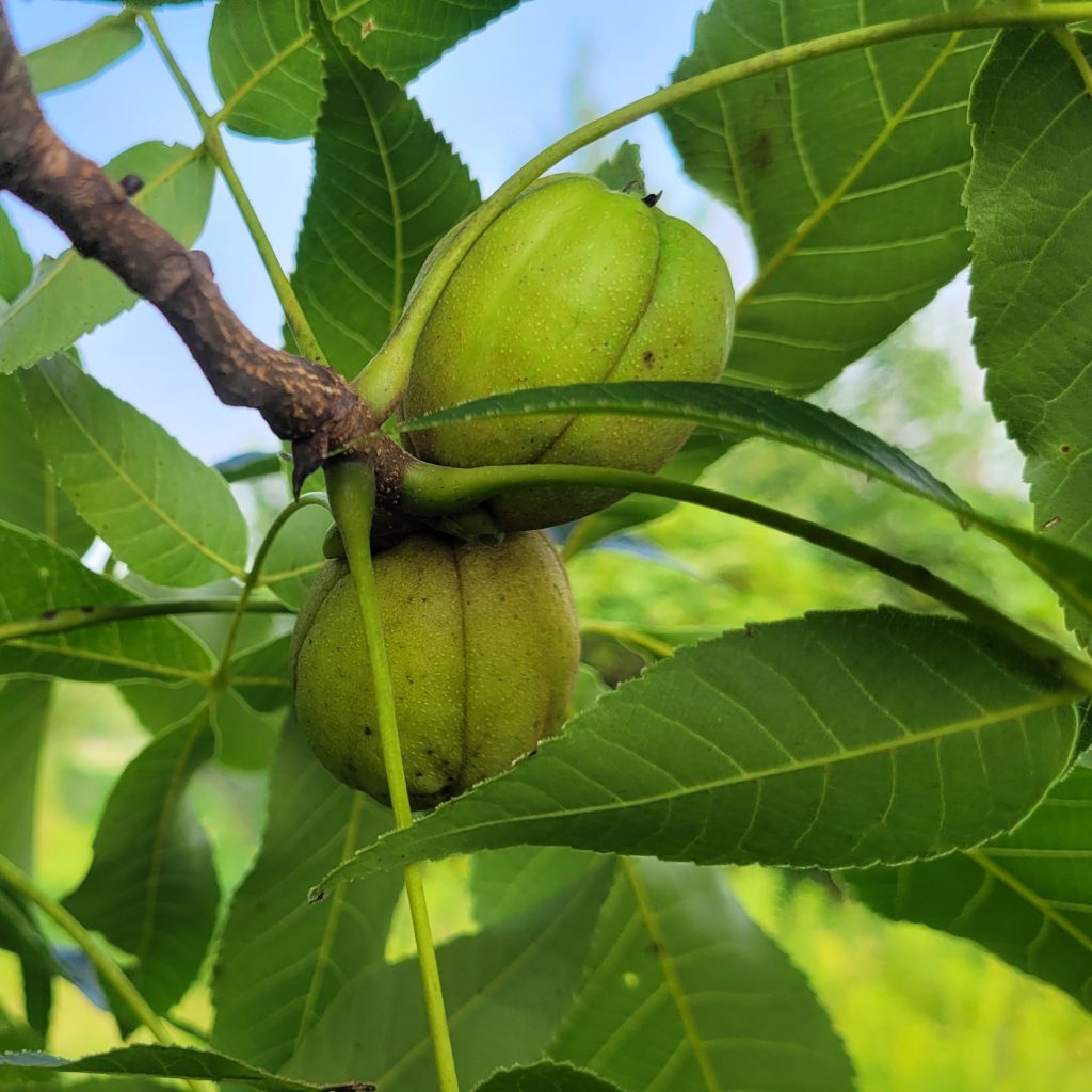 shagbark hickory nuts and leaves