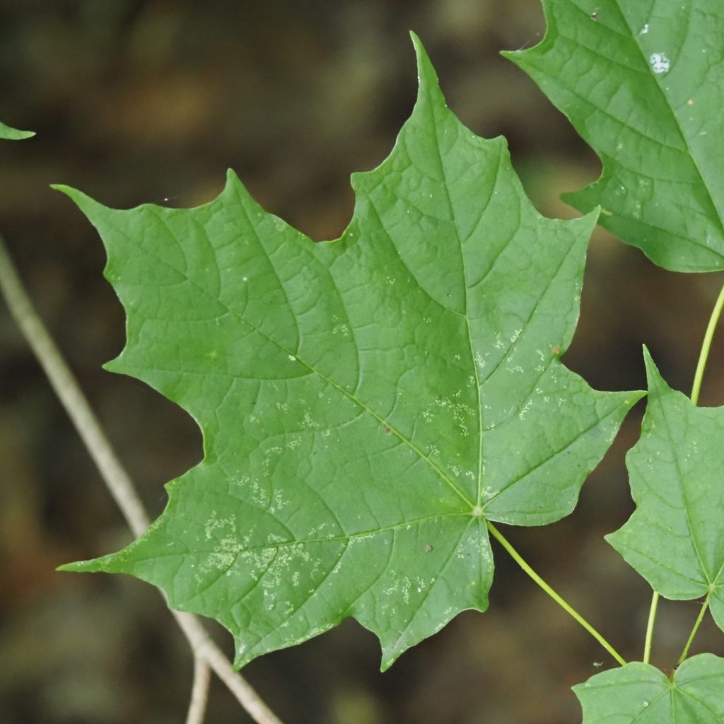 sugar maple leaf