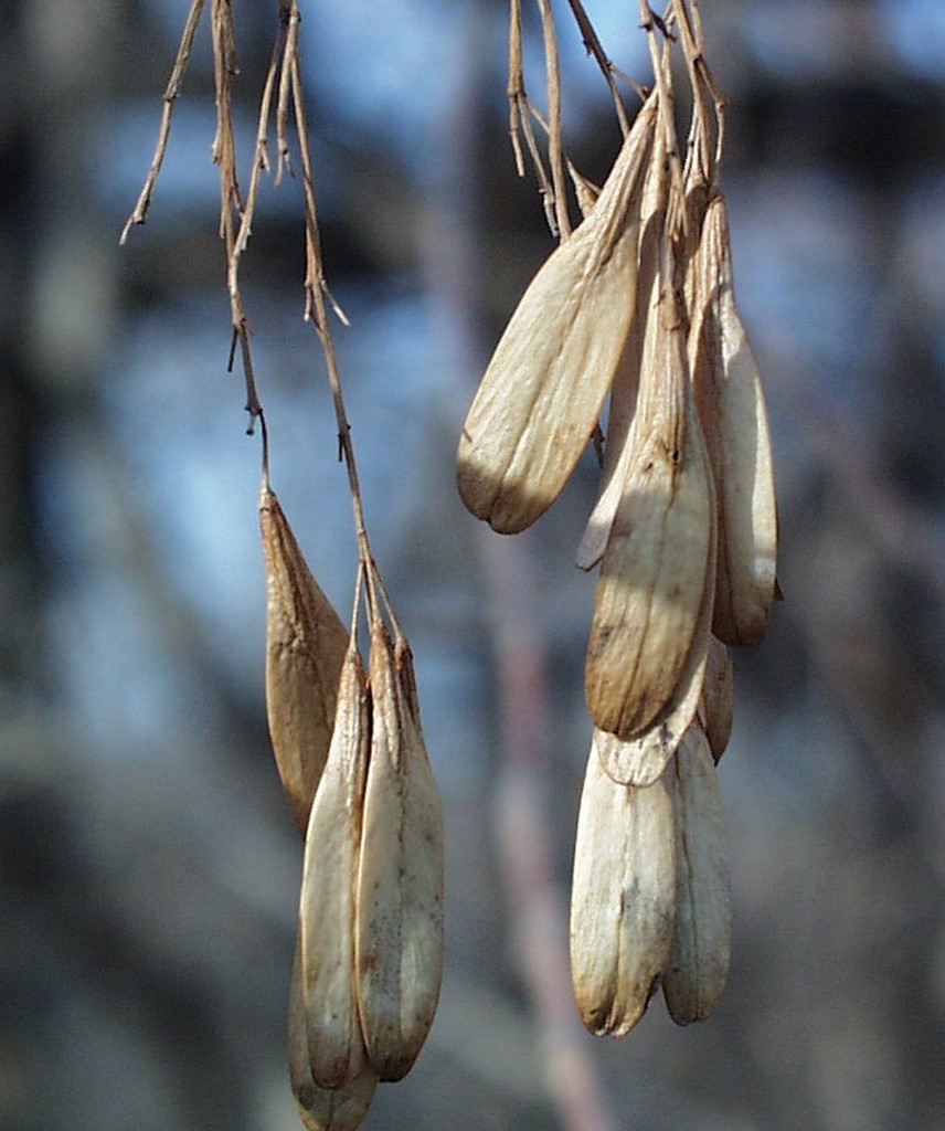 Black ash seeds