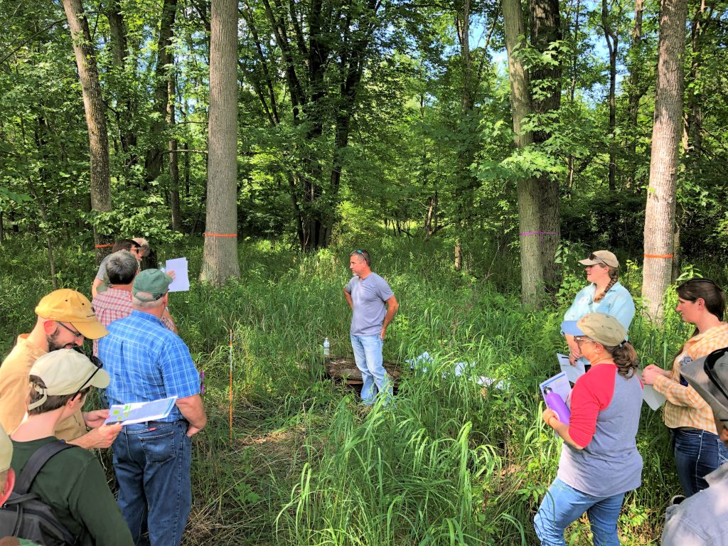 People talking in a lowland forest with ash trees marked for removal