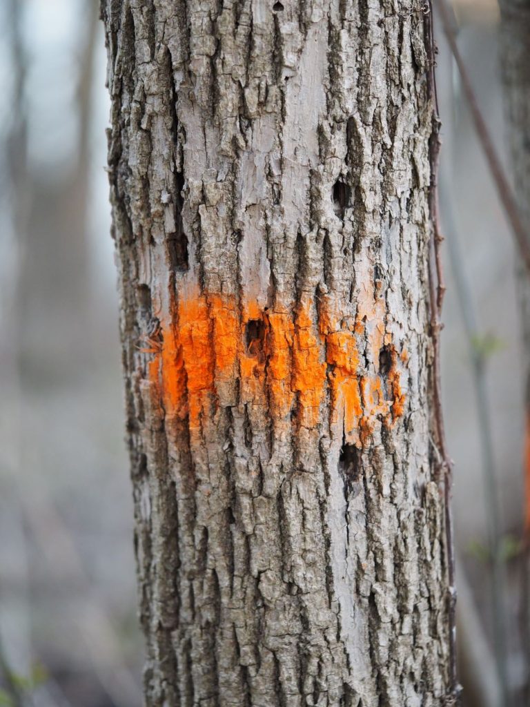 a tree with holes in the trunk and orange paint on it