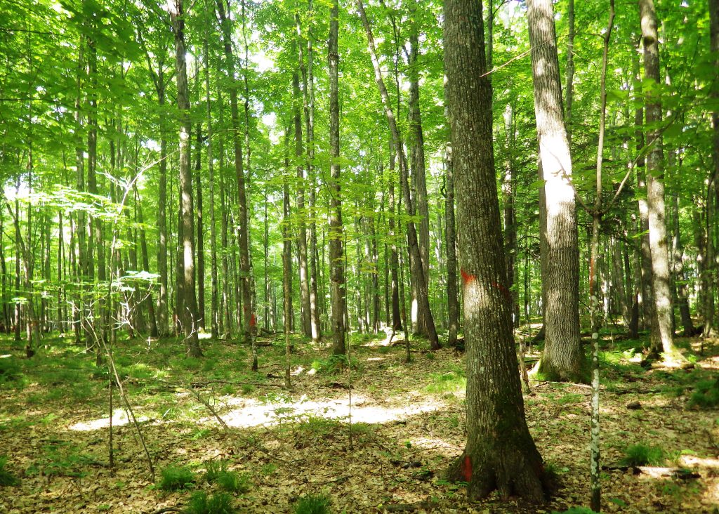 rich mesic northern hardwood forest