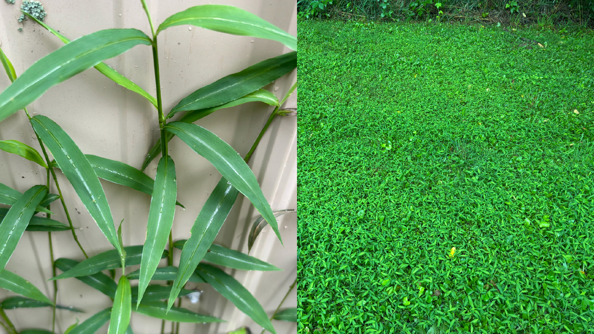 Collage of a close-up of stiltgrass and a mat of it on the ground