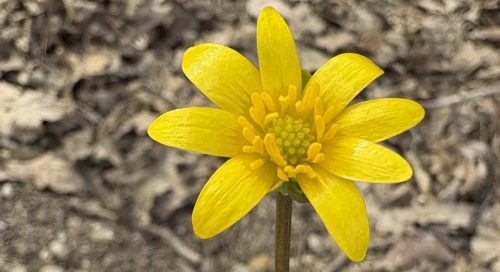 Lesser celandine flower
